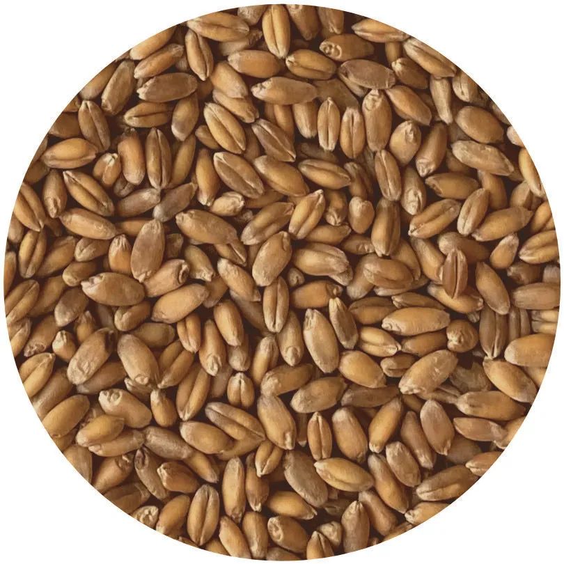 Organic Turkey Red Wheat Berries